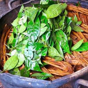 Ayahuasca tea plant